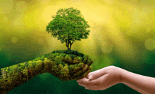 a person holding a tree in their hands with a forest in the background