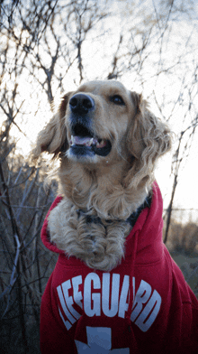 a dog wearing a red hoodie that says lifeguard on it