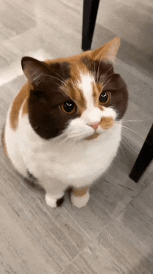 a calico cat sitting on a wooden floor looking at the camera