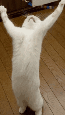 a white cat is standing on its hind legs with its arms up in the air