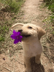 a dog with a purple flower in its mouth