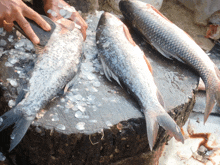 a group of fish sitting on top of a stump with ice on them