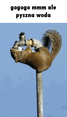 a squirrel is holding onto a faucet on a pole .