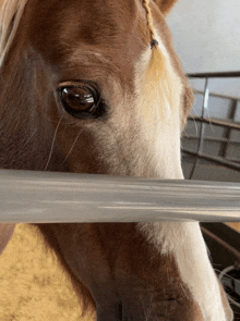 a close up of a horse 's eye behind a clear fence