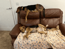 two dogs are laying on a couch with a paw print blanket