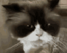 a close up of a black and white cat 's face in a pixelated image