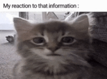 a close up of a cat 's face with a caption that says `` my reaction to that information '' .