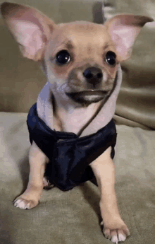 a small chihuahua wearing a black jacket is sitting on a green couch