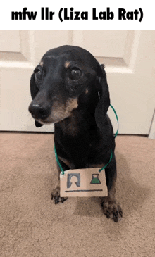 a dachshund wearing a cardboard tag that says mfw iir ( liza lab rat )