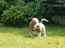 a brown and white basset hound puppy standing in the grass on august 13 2008