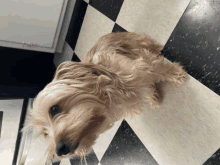 a dog laying on a checkered floor looking up at the camera