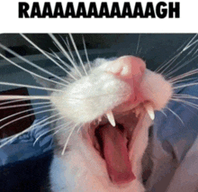 a close up of a cat yawning with the words raaaaaaaaagh above it