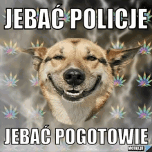 a dog is smiling with a marijuana leaf in the background and says jebac policie