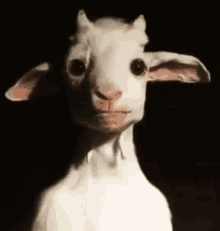 a white goat with horns and a pink nose is looking at the camera .