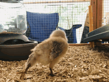 a chicken standing on a pile of wood chips in front of a fence