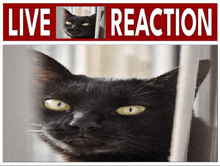 a black cat is behind a live reaction sign