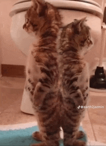 two kittens are standing next to each other in front of a toilet in a bathroom .