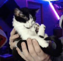 a person holds a black and white cat in their hands