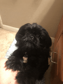 a small black dog with a name tag that says ' amanda ' on it