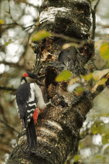 a black white and red woodpecker perched on a tree trunk