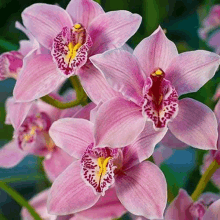 a close up of a bunch of pink flowers with a yellow center .