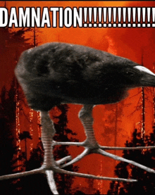 a bird standing on a branch with the word damnation written below it