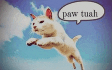 a white cat is jumping in the air with a speech bubble that says paw tuah