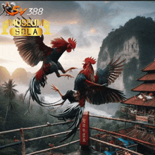 two roosters are fighting in a boxing ring with a museum sola logo above them