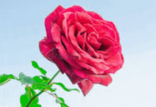 a red rose with green leaves against a blue sky .