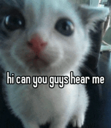 a close up of a kitten with the words hi can you guys hear me