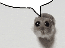 a hamster with a speech bubble above it