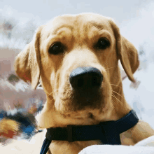 a close up of a dog 's face wearing a blue collar