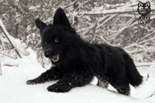 a black dog is laying in the snow .