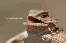 a close up of a lizard 's face with the words ' rlerilerilerileri ' written below it