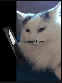 a picture of a cat with the words i 'm gonna kill you