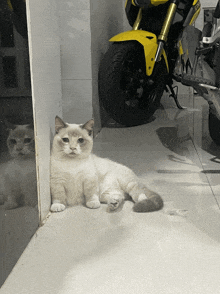 a cat laying on the floor next to a motorcycle