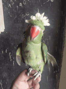 a green parrot wearing a white flower on its head