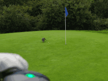 a dog is running on a golf course near the flag