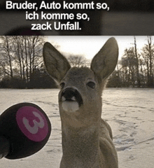 a picture of a deer being interviewed with the number 3 on it