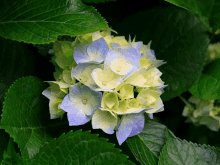 a blue and yellow flower with green leaves surrounding it