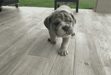 a small dog standing on a wooden floor