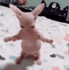 a hairless bunny is standing on its hind legs on a bed .