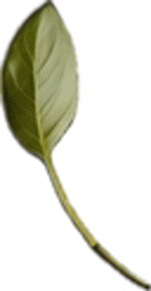 a close up of a green leaf with a yellow stem on a white background .