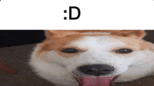 a close up of a dog 's face with a smiley face and the letter d below it