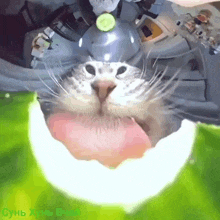 a close up of a cat 's face with a cucumber on top