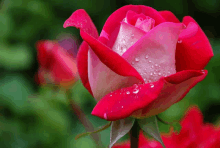 a red rose with water drops on the petals