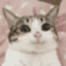 a close up of a cat 's face with a pink background .