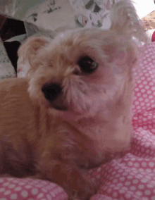 a small brown dog is laying on a pink blanket