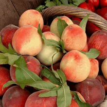 a bunch of peaches with green leaves on them