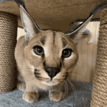 a close up of a cat 's face with a rope cat tree in the background